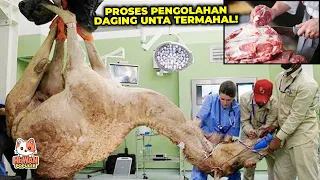 Jarang Terekspos.!! Rahasia Proses Pengolahan Daging Unta Menghasilkan Keuntungan Besar