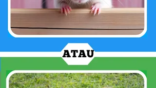 "50 Tebak-Tebakan Hewan Tersulit!🦓🐯🐰 Berani Coba Jawab Semua?"