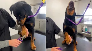 Dramatic Dog Screams Over Nail Clippers