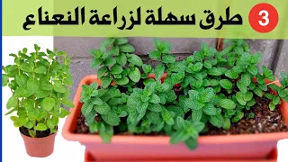 تريد زراعة النعناع في المنزل؟ 3 أسهل طرق لزراعة نعناع في أصيص