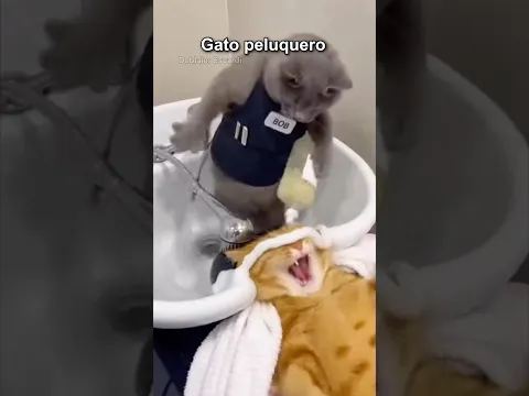 GATO PELUQUERO