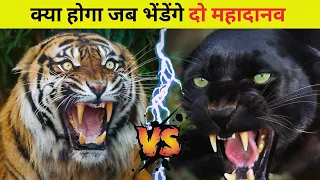Tiger vs Black Panther, कौन किस पर पड़ेगा भारी? | क्या होगा जब भिड़ेंगे दो महादानव 😱। fact series