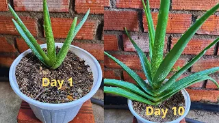 Growing Aloe Vera, Caring for Aloe Vera Plants and Extracting Aloe Vera Gel