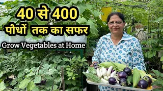 Harvesting Of Organic Vegetables From Rooftop Terrace Garden