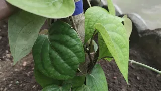 ECONOMISE 4 ANS DE TON TEMPS AVEC CETTE TECHNIQUE SUR LE POIVRE /BLACK PEPPERS