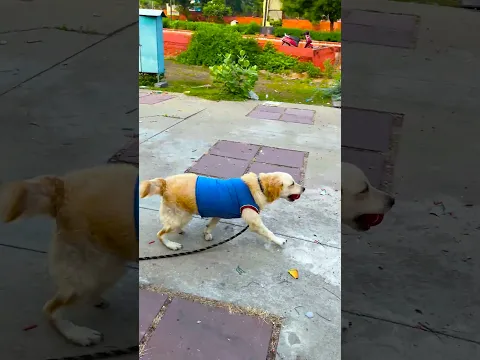 क्यों और क्या लेकर मेरा डॉगी भाग गया😱 #funnydogs #shorts