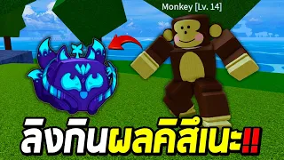 Blox Fruits ลิงโลก 1 กินผลคิสึเนะ พลังเลยเพิ่มขึ้น!!!