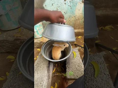 முயல் கறி யா ⁉️#rabbit #rabbite #rabbitvideos #rabbits #rabbitfarming #ytshort #rabbitlifestyle #yt
