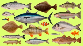 Daily English Words: 25 Fish Names | Vocabulary Practice with Audio 🐟