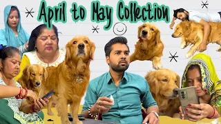 April to May Collection of PeaNut Golden Retriever!