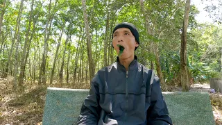 Bird song mimicry: Mastering the Art of Mimicry