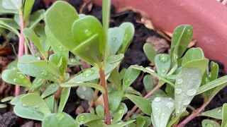 Verdolaga, el Vegetal rico en omega 3, dos recetas rápidas y sana