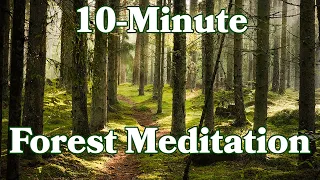 10-Minute Meditation with Peaceful Forest Sounds | Goodful