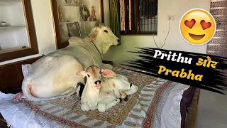 Prabha और Prithu दोनो लाडले🧡😄