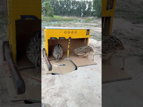 Really Unique Quick Bird Trap Make From Cardboard & Hole #shorts