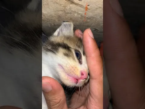 Yang lain pada ketawa sedangkan Babu sedih🥺🥺 #kucinglucu #kucing #kitten #kucingimut