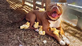 The Cutest and Most Heartwarming Pet Videos of 2025 😍