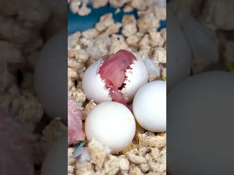 Egg Hatching #shorts