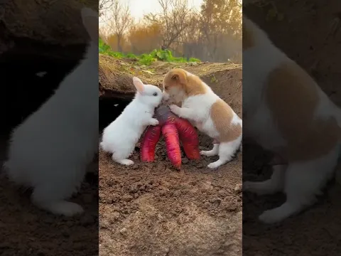 Friendship / puppy and rabbit . A beautiful moment #283 - #shorts