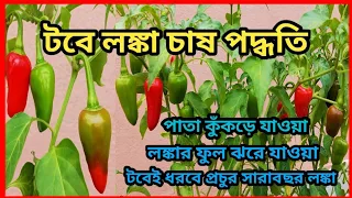 টবে লঙ্কা গাছের পরিচর্যা ।। Chili Plant Care ।। মরিচ গাছের পরিচর্যা ।।