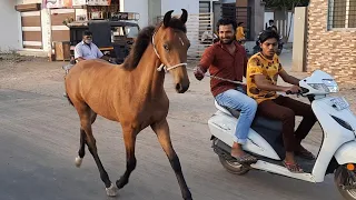 बछेरे को चालबाज़ी सिखातें देखिए // Kachchhi sindhi baby horse training at bhuj kutch