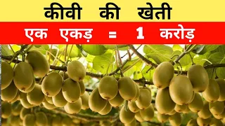 Kiwi Farming In India | Kivi Ki Kheti | Business Idea | कीवी की खेती |