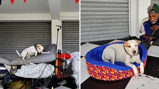 En su nueva camita y cobijita no volverán a sentir más frío 🐶♥️