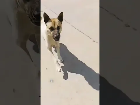 Camera Man ALWAYS Survives