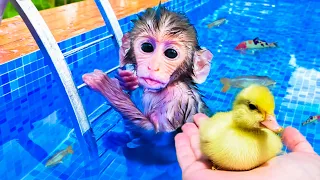 MACACO BEBÊ NADANDO com PATO e PEIXES na PISCINA