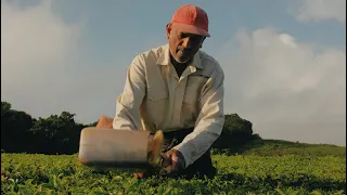 Le thé Corson, une belle histoire de famille à Maurice