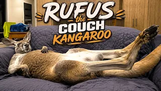 Rufus The Couch Kangaroo Loves Sleeping on the Couch