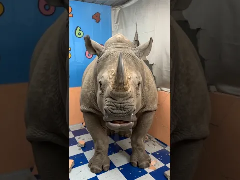 छोटू के पीछे गेंडा पड़ गया 😨😱|| #shortsfeed #vikassir #funny #hippo #danger #viral #pets #facts