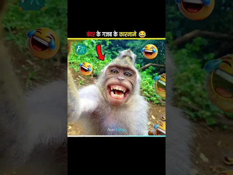 बंदर के गजब के कारनामे 😂 || #shorts