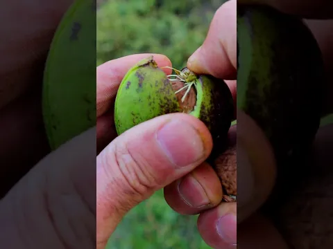 The taste of fresh walnuts - ASMR