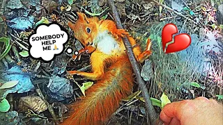 Guy Rescue Squirrel 🌰  