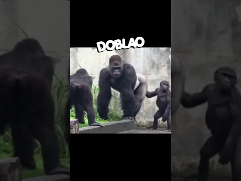 ¿Dónde están mis plátanos? 🍌 🙉 | #DOBLAO