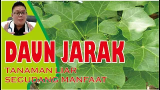 KHASIAT DAUN JARAK UNTUK KESEHATAN
