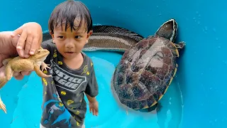 แม็คโครขุดดิน จับปลาช่อนใหญ่ เต่า กบ ปลาหนีน้ำ | พี่ปลื้ม