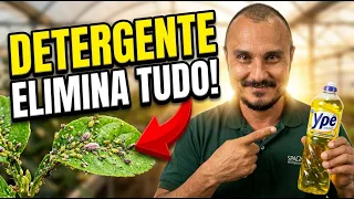 DETERGENTE: Acabe com PULGÕES E COCHONILHAS com esta receita caseira