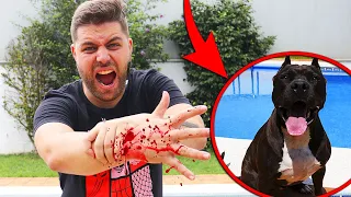 THOR ME ATACA Y ME MUERDE EL BRAZO! *BROMA PESADA* FIXFIVE