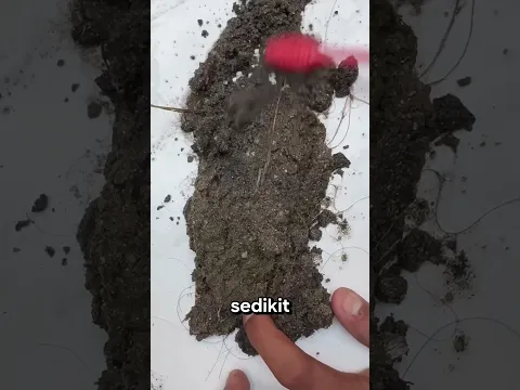 Uang yang tersembunyi di lumpur 💰😱 akhirnya ditemukan