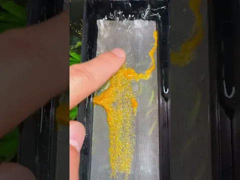 The smart fish tank filter screen is incredibly effective! #fishcare #aquascapelowtech #fishkeeping