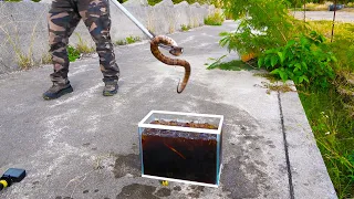 生きた毒ハブを沖漬けして食べてみた