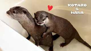 かつてないほどの猛アタックを受けるカワウソがまさかの行動　Male Otter Confused by Female in Heat