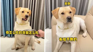 新年啦，告别2022年的肉肉哈哈哈大家元旦快乐喔#拉布拉多犬 #拉布拉多