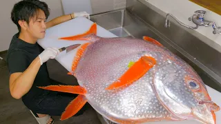 40kg越えのアカマンボウを解体したら家が大惨事に。。。