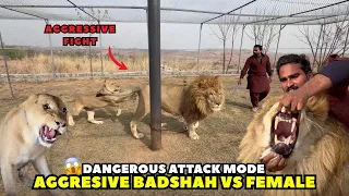 Lion King Badshah Full Aggressive Mood 😱 | Female Lion Ke Sath Shocking Scene