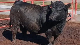 TOZA ZOTLIK ANGUS BUQALAR #tiktok#instagram#farm#farming#coW#bull#ferma#buqa#buqaboqish#sigir#1m