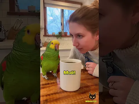 Попугай-умник спорит про кофе и… побеждает?! ☕🐦😂 Девушка в шоке!
