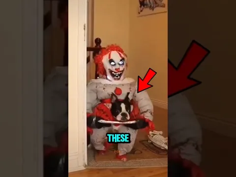 TOP 5 HALLOWEEN DOG COSTUMES! #HalloweenDogs #FunnyDogCostumes